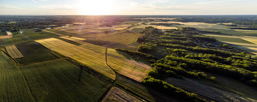 Sunny fields
